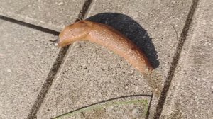 Испанский Рыжий слизень на Севере Подмосковья. 2024 сентябрь.