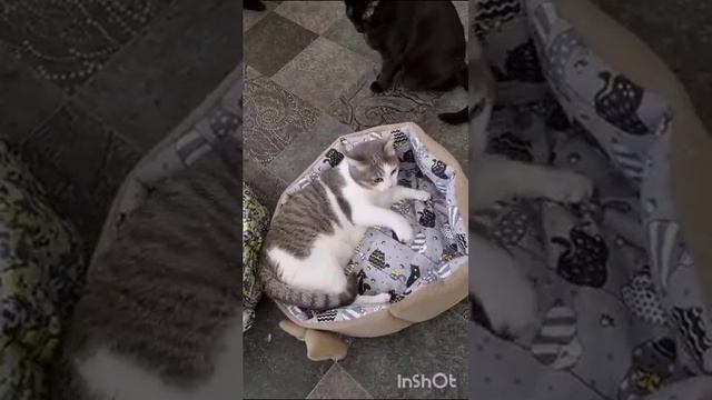 Чудесная Бусинка ♥️ Ей очень нужен дом 🙏 смотреть онлайн