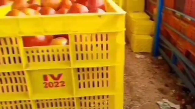 30-05-24 Kalakada Tomato Market price Today || Today Tomato Market Rate in Kalikiri #today #kalikir смотреть онлайн