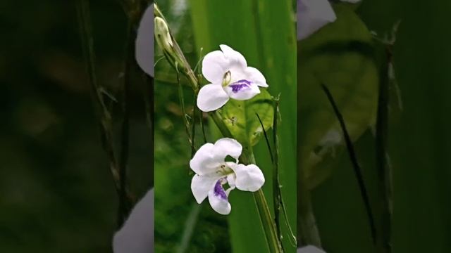 Asystasia gangetica / Chinese violet / Coromandel / Creeping foxglove / Ganges Primrose / 十万错花