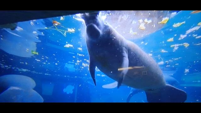 Slow & Weird смотреть онлайн