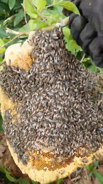 Wild bees #best #viral #video #foryou #viralvideo #shortvideo #subscribe #shorts #short #status смотреть онлайн