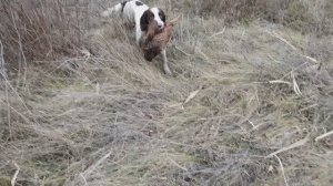 Английский Спрингер Спаниель-Джина. Охота по Фазану 2024