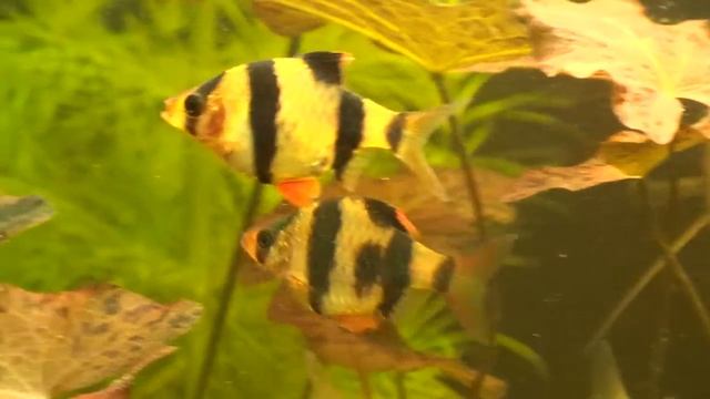 Barbus tetrazona смотреть онлайн