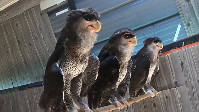 Let's Hang Out Together Eagle Owl Part 2 フクロウ ワシミミズク сова сыч филин 雕鸮 猫头鹰 올빼미목 Burung Hantu