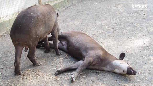 Funny tapir in love - cute animal video