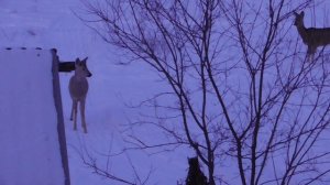 Косули подход.