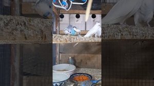 Волнистый попугай и Амадин в одной клетки  🥰🥰🥰🥰🥰🥰🥰