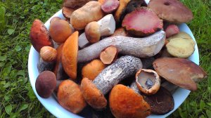 Шампиньоны и Польские грибы попёрли на Севере Подмосковья!