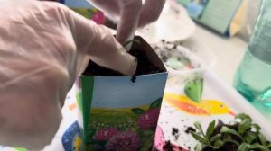 Однолетние флоксы Друммонда Поп Старс от посева до цветения за 2 месяца