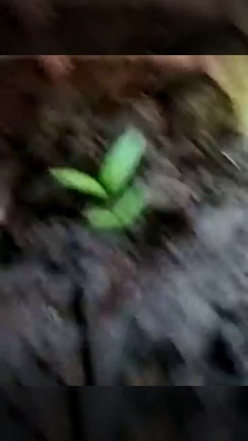 Как выглядит трёх недельный красный перец.(огонёк)№6 смотреть онлайн