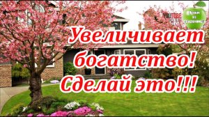 Увеличивает богатство! Обязательно посади это дерево возле дома.