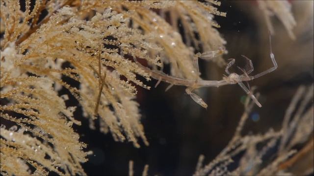 Caprella mutica смотреть онлайн