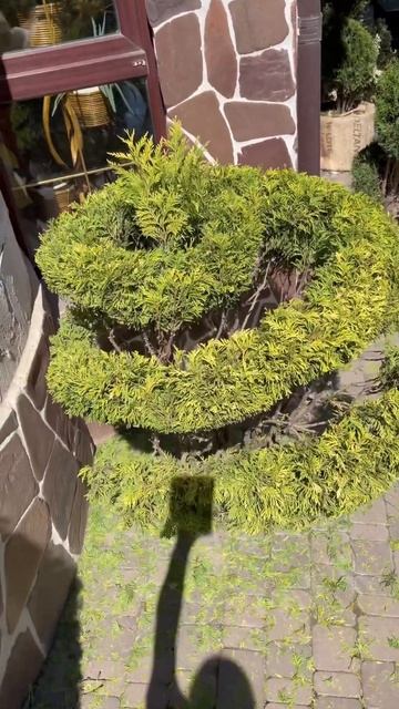 Туя спираль и двойная спираль в наличии смотреть онлайн