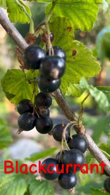 Blackcurrant #shorts #mygreenery #blackcurrant смотреть онлайн