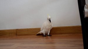 Cockatoo / какаду поет 33