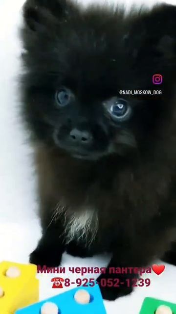 Продана. Черная пантера смотреть онлайн