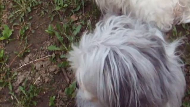 Фильм Весна и собачки и птички смотреть онлайн