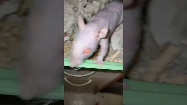 Крысята у лысой крысы, сфинкса. От рождения до 9 дней. смотреть онлайн