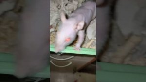 Крысята у лысой крысы, сфинкса. От рождения до 9 дней.