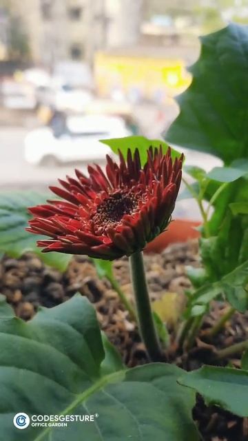 Office Garden | CodesGesture | Best IT Firm in Gorakhpur смотреть онлайн