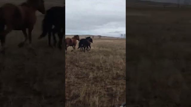 гоним лошадей на сопки смотреть онлайн