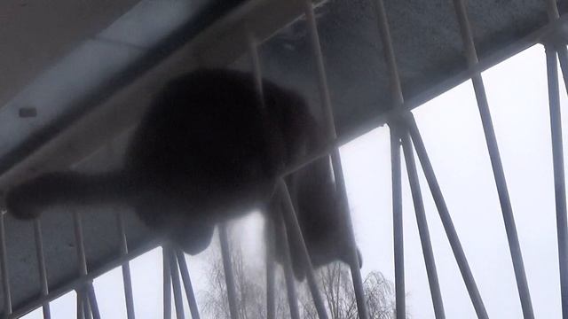 Кот  мой Джим - лазутчик  акробат.
