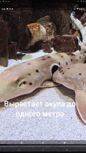 АКУЛА с глазами ЗМЕИ смотреть онлайн