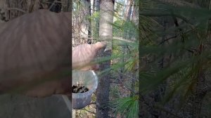 считаем возраст дерева! молодой кедр!