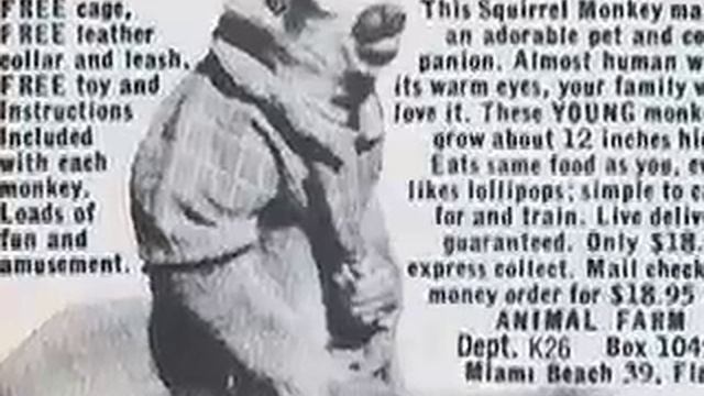 The Von Zippers- Monkey On You смотреть онлайн