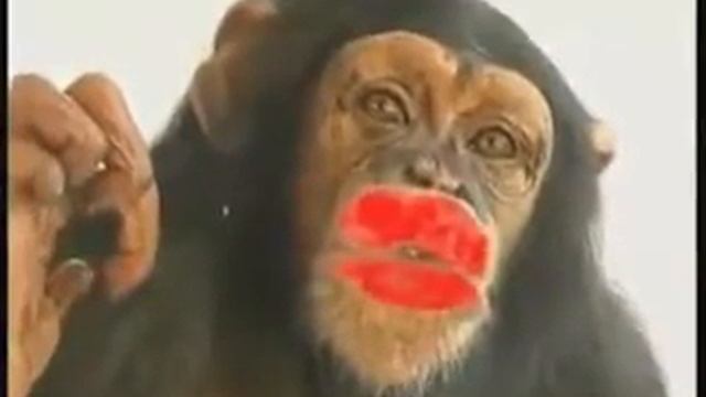 Пацелуйнатая обезьяна смотреть онлайн