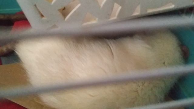 2 крысюшки 🐁🐀 смотреть онлайн