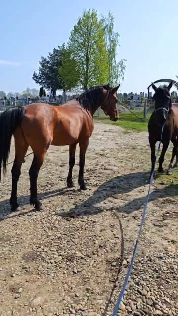 Жеребец радуется кобыле, гарцует. #horse #лошади #животные #топ #stallion смотреть онлайн