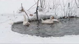 Холмогорские гуси в пруду. Анатолий Василиевич Касилов