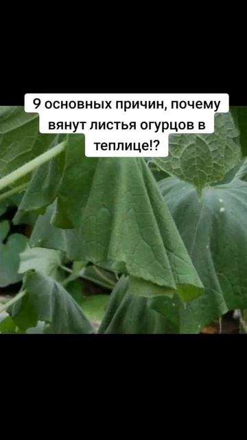 9 основных причин, почему вянут листья огурцов в теплице!?
