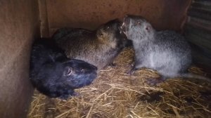 НУТРИИ. Брачные игры СЁМЫ. Покормили зверьков и уехали к родителям. 16.02.25