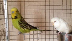 Выставочный волнистый попугай (ЧЕХ) питомник king-parrot.ru