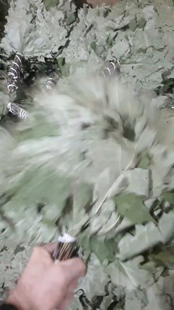 канадский дуб смотреть онлайн