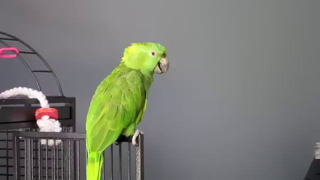 Amazon Parrot Sings You Are My Sunshine смотреть онлайн