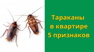 Тараканы в квартире: как найти и где прячутся тараканы в доме
