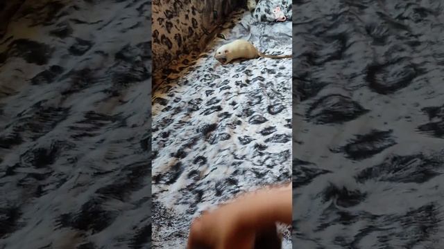 Мохнатая банда.  Крысы дамбо белки дегу