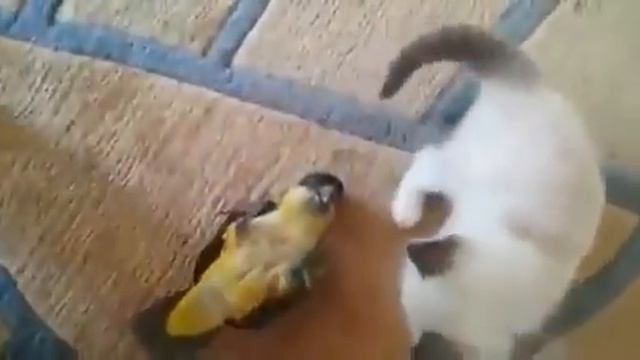 Котёнок и попугай забавно играют