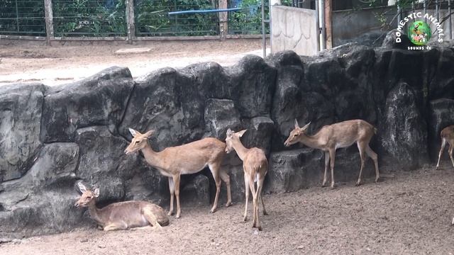Cute Little Farm Animal Sounds - Pigeon Puma Wolf Chipmunk Zebra Lion  Animal Moments