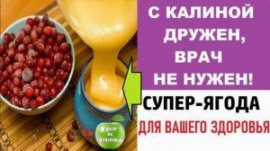 Калина красная с медом — полезные свойства и секреты эффективного применения