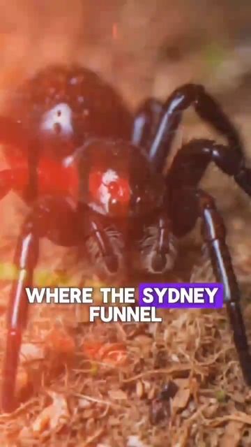 Spider that can kill human🕷️🕸️#viral #viralvideo #animals #shorts #shortvideo #spider смотреть онлайн