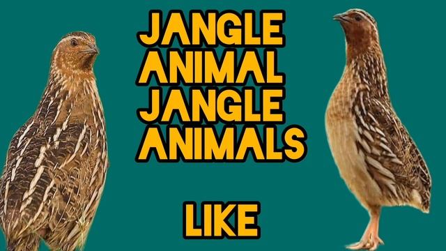 Batair ki awaz Quail sounds bedana sayrashi         بٹیر کی آواز
