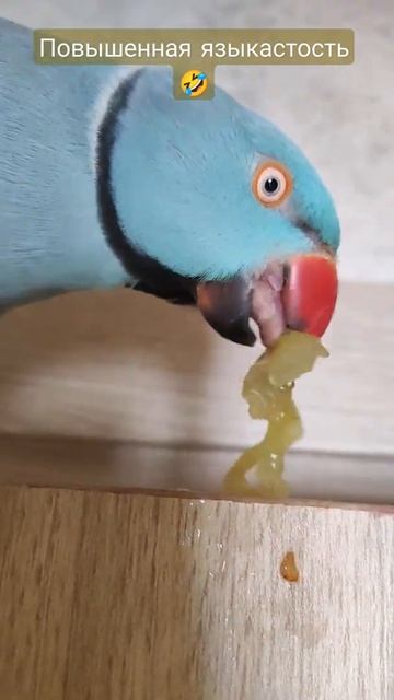 Когда у тебя язык как человеческий 🤣ожереловый попугай Микки #топотусенькость #шкодюсенькость смотреть онлайн