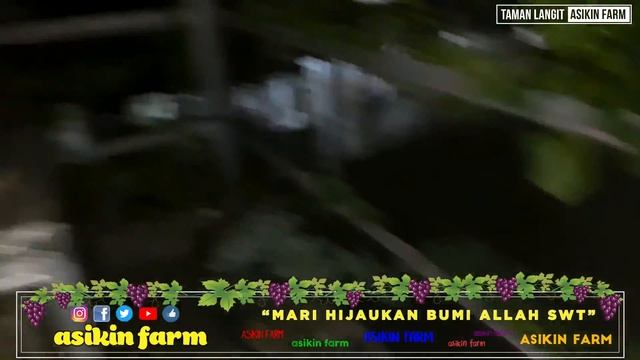 TOTAL PRUNNING, PENYEMPROTAN FUNGISIDA & APLIKASI DORMEX ANGGUR JUPITER