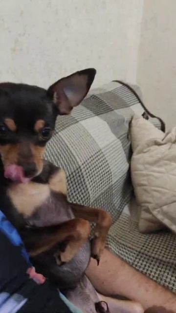 funny dog.той терьер смотреть онлайн