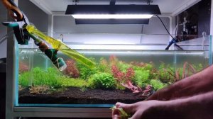 Utricularia Graminifolia replanting, 80cm aquarium